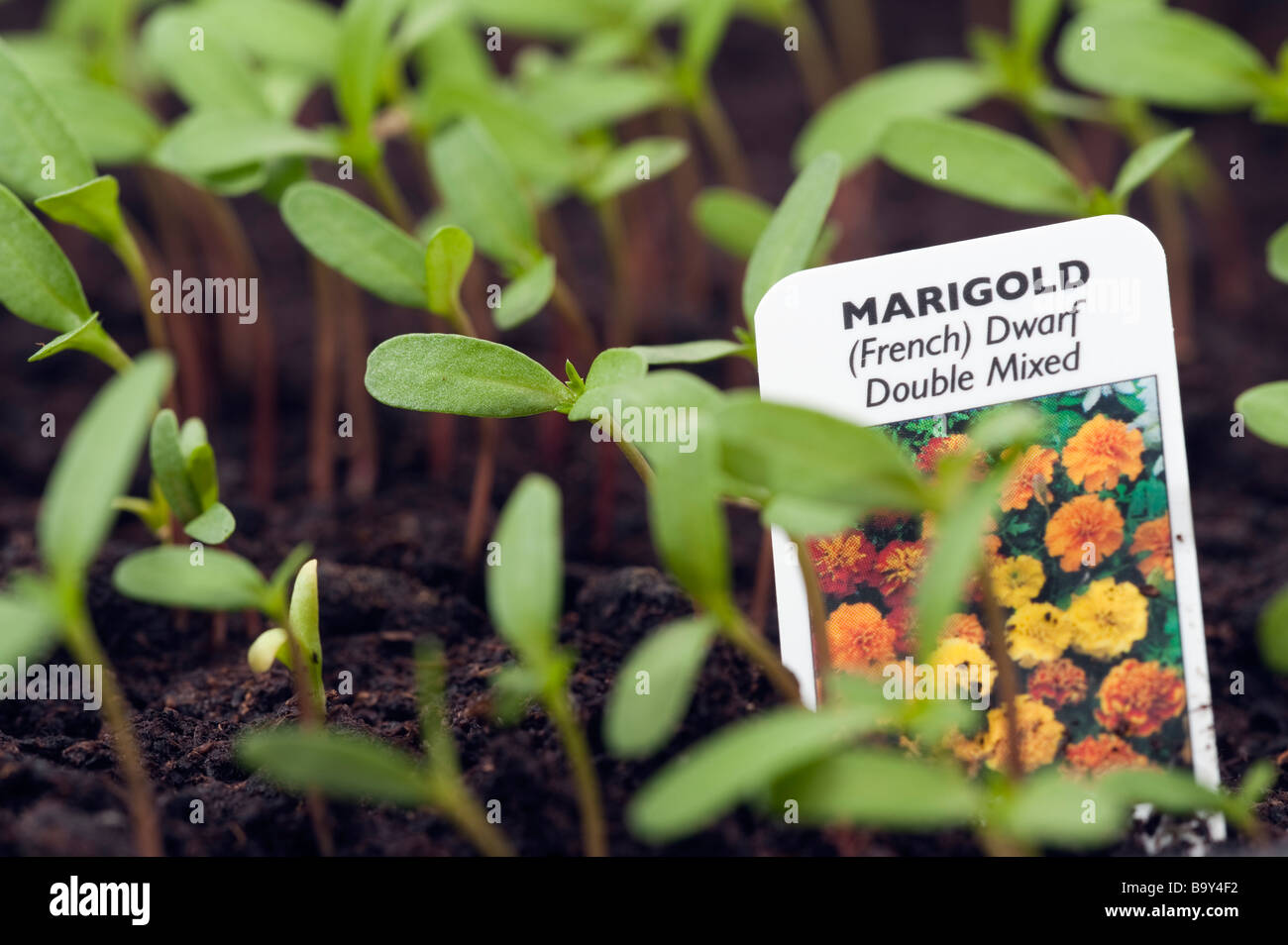 Marigold seedlings with label Stock Photo