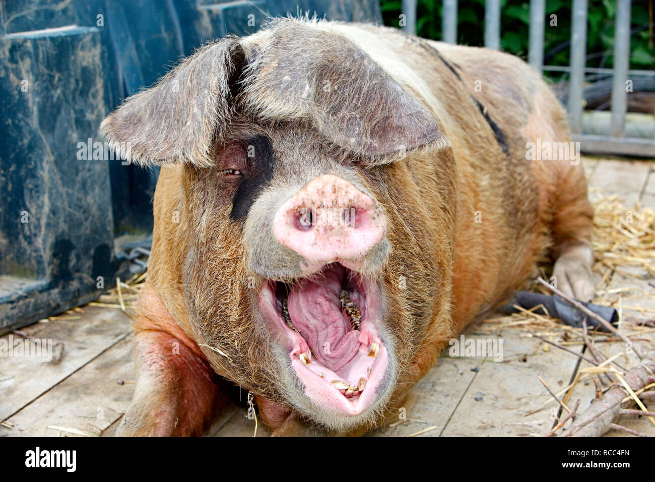 large pig yawning or laughing Stock Photo