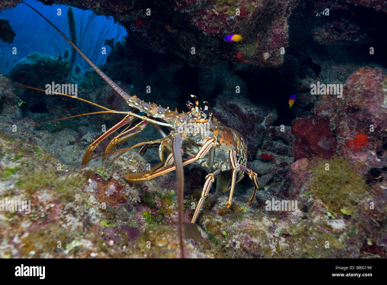 Lobster in defense posture. Stock Photo