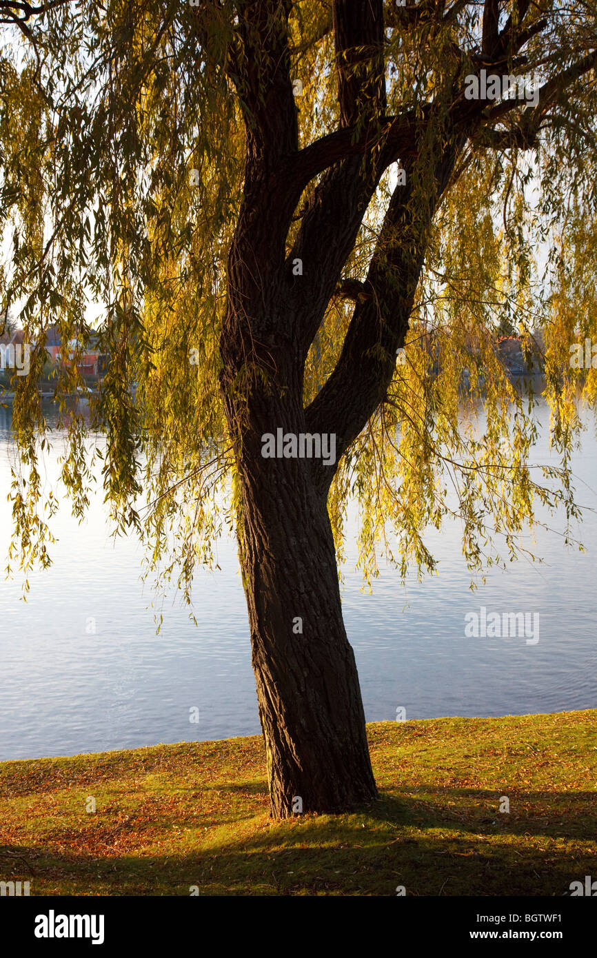 willow tree Stock Photo