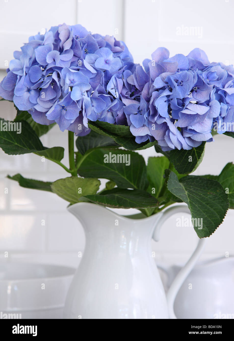 Hydrangea flowers in pitcher Stock Photo