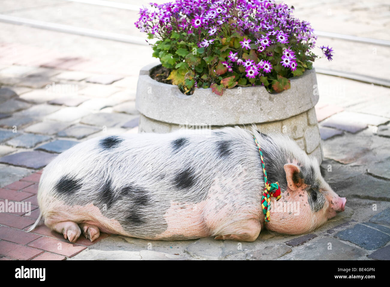 Big fat pig in the town Stock Photo