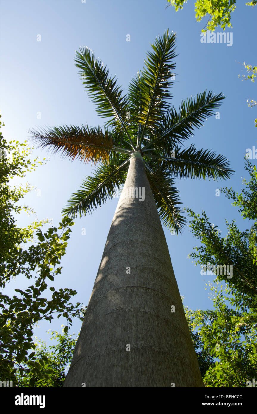 Palm tree of Jamaica Stock Photo