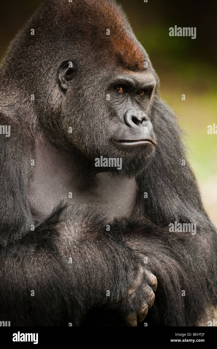 The Gorilla Look Stock Photo