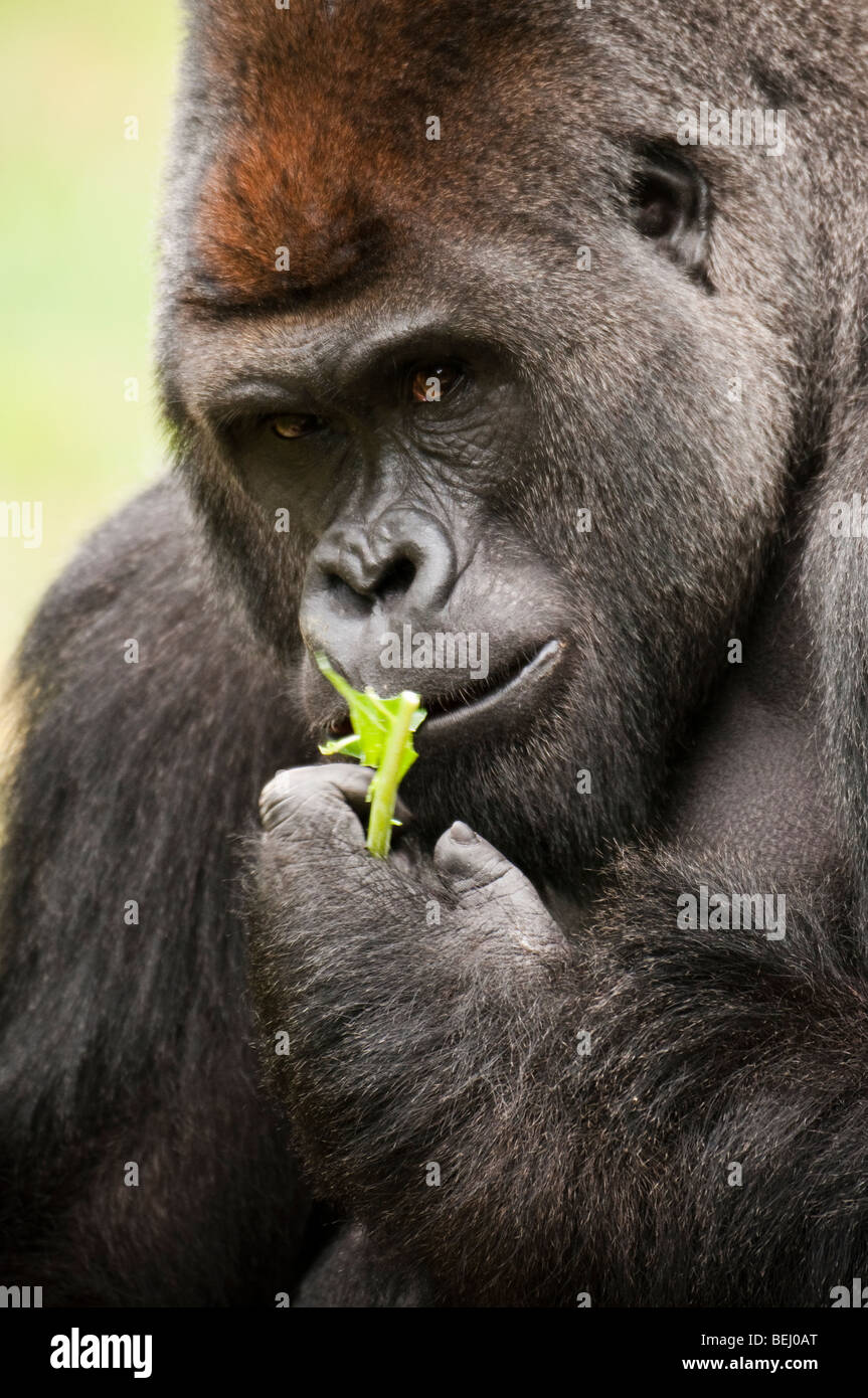 The Flirtatious Gorilla Stock Photo