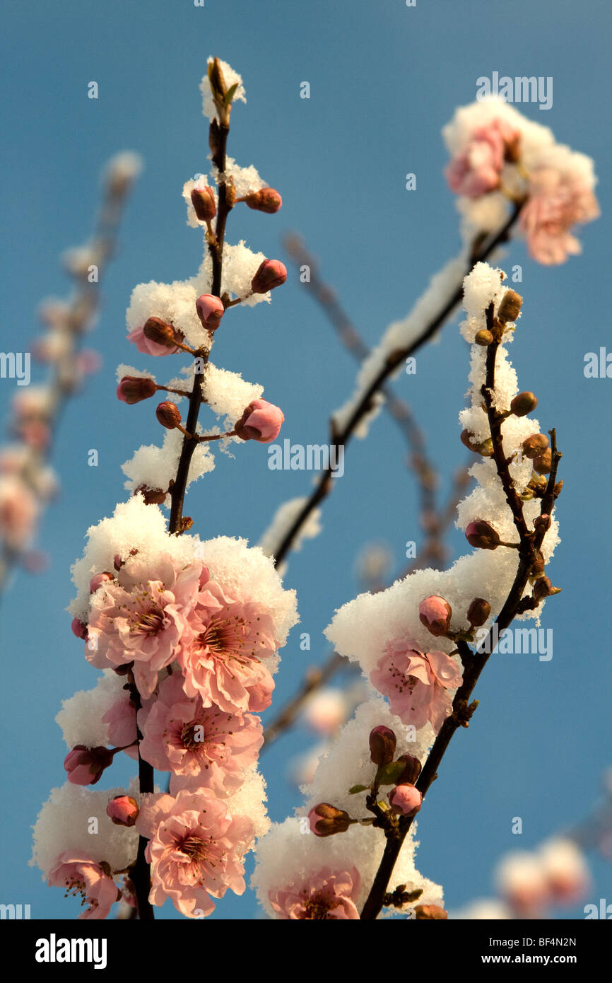 Winter flowering cherry (Autumnalis Rosea) covered in snow. Stock Photo