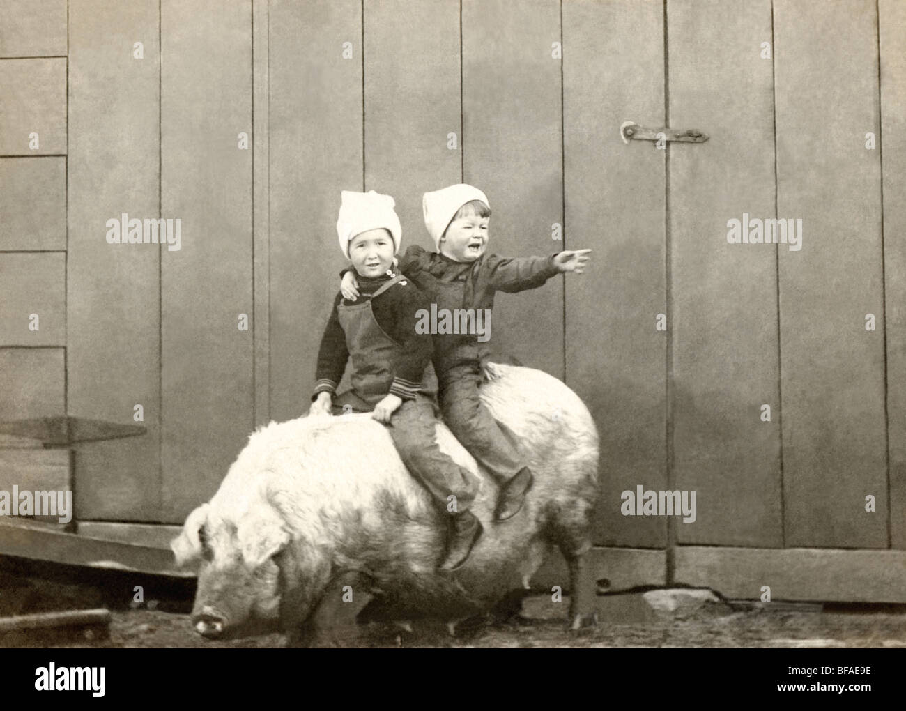 Twin Brothers Riding a Fat Pig Stock Photo