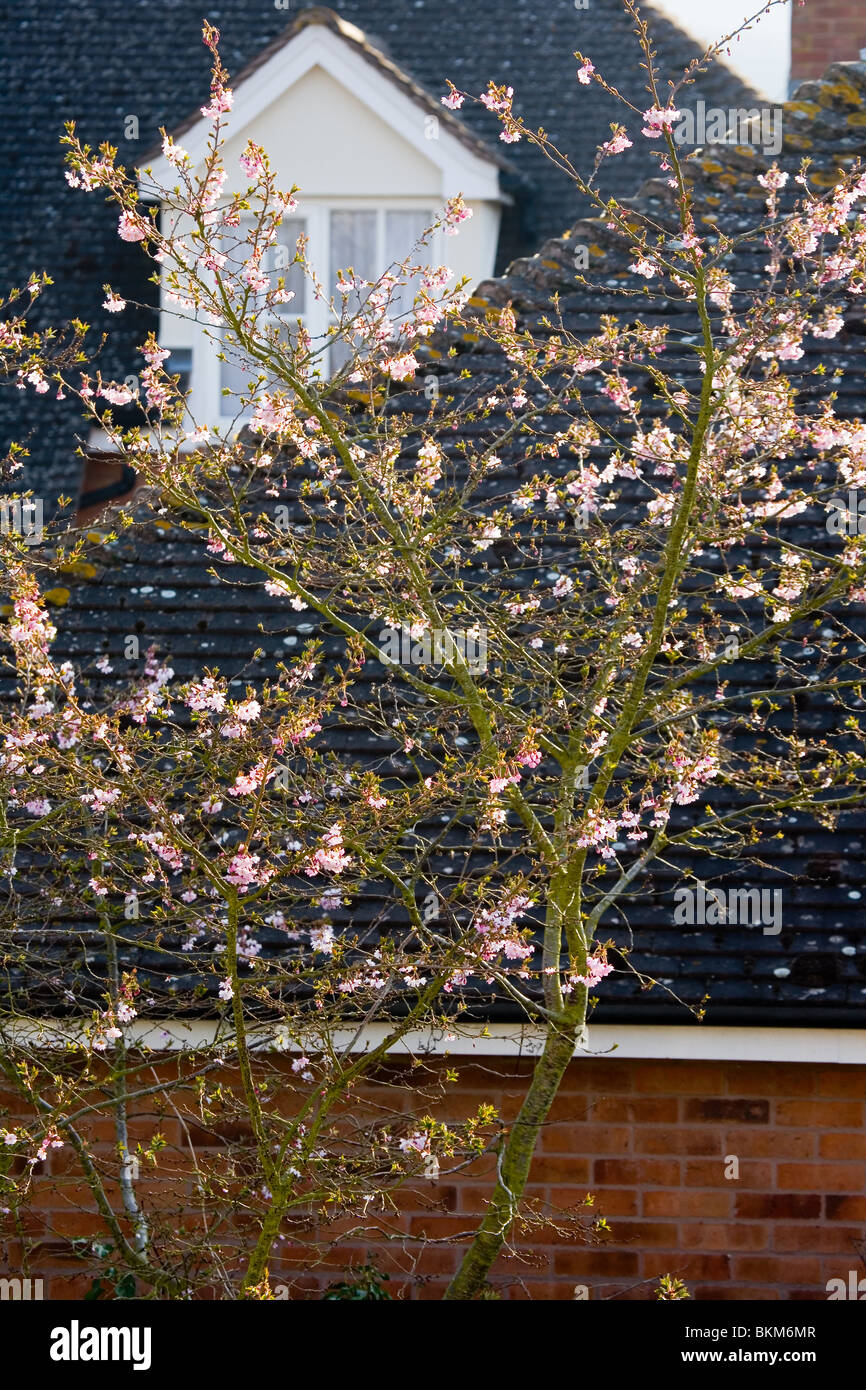 Prunus x subhirtella 'Autumnalis Rosea' Stock Photo