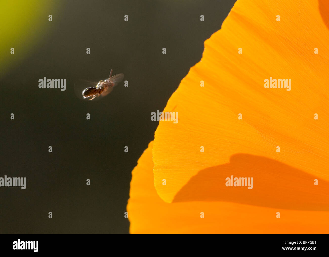 A flying insect about to pollinate a flower. This flower is a Mexican Poppy found in Arizona. Stock Photo