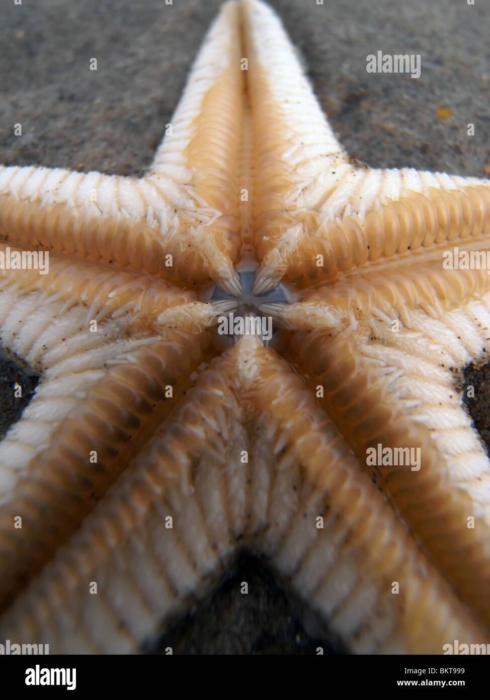 Starfish mouth Stock Photo