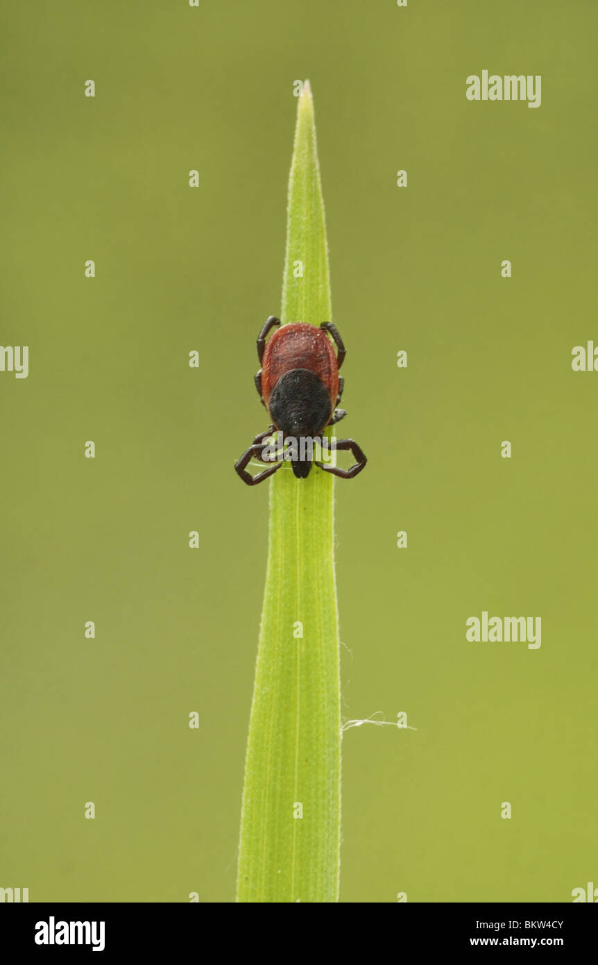 Deer tick (Ixodes scapularis) Stock Photo