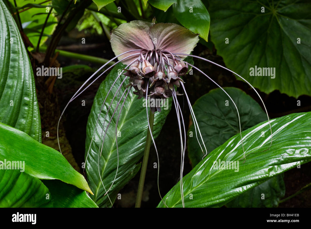 Bat Flower, Tacca chantrieri Tacca Stock Photo