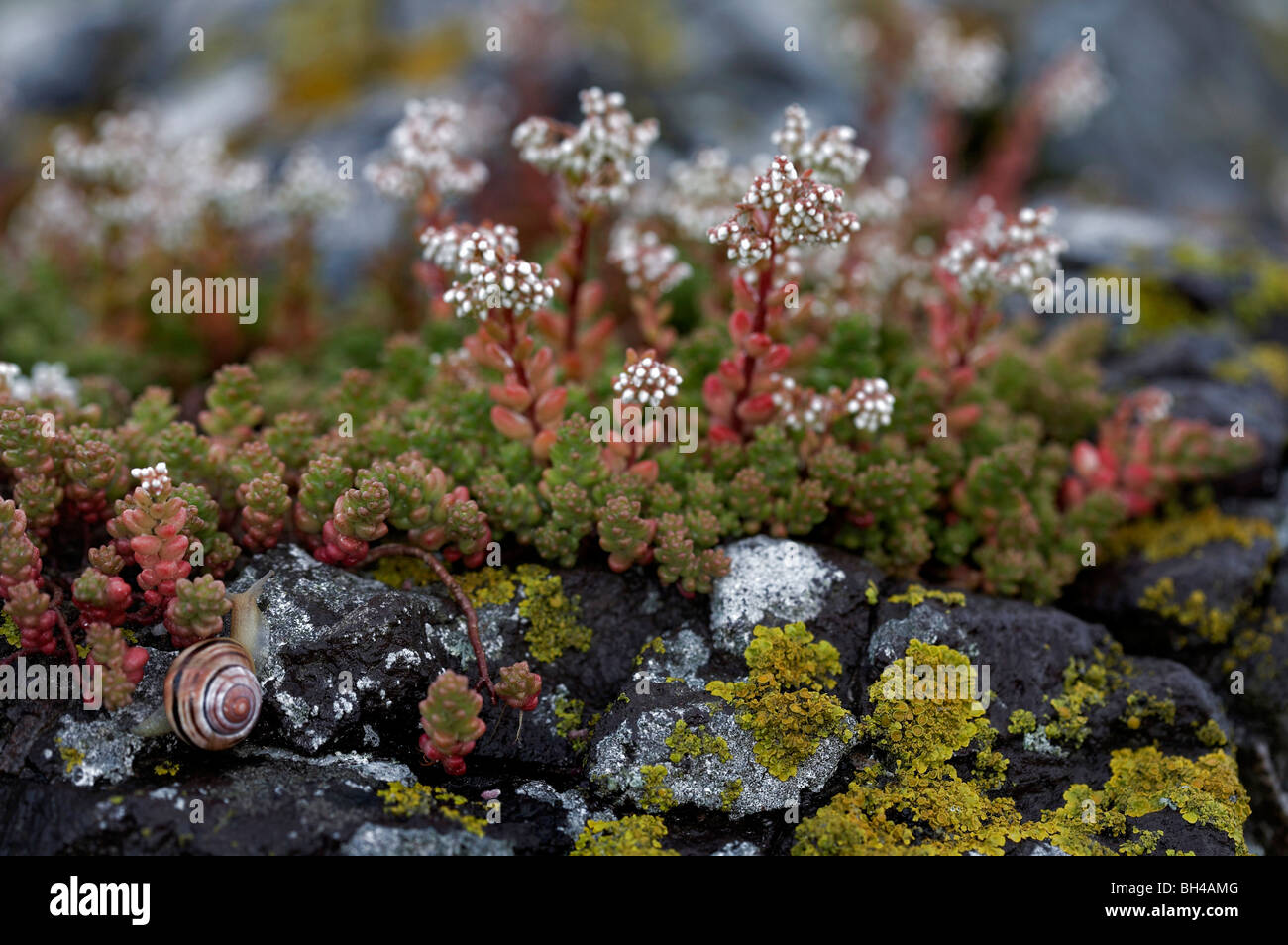 Snail feeding on rock sedum. Stock Photo