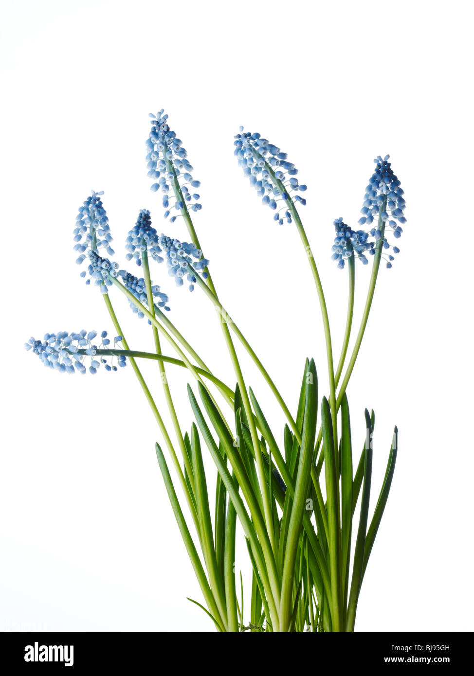 muscari Stock Photo