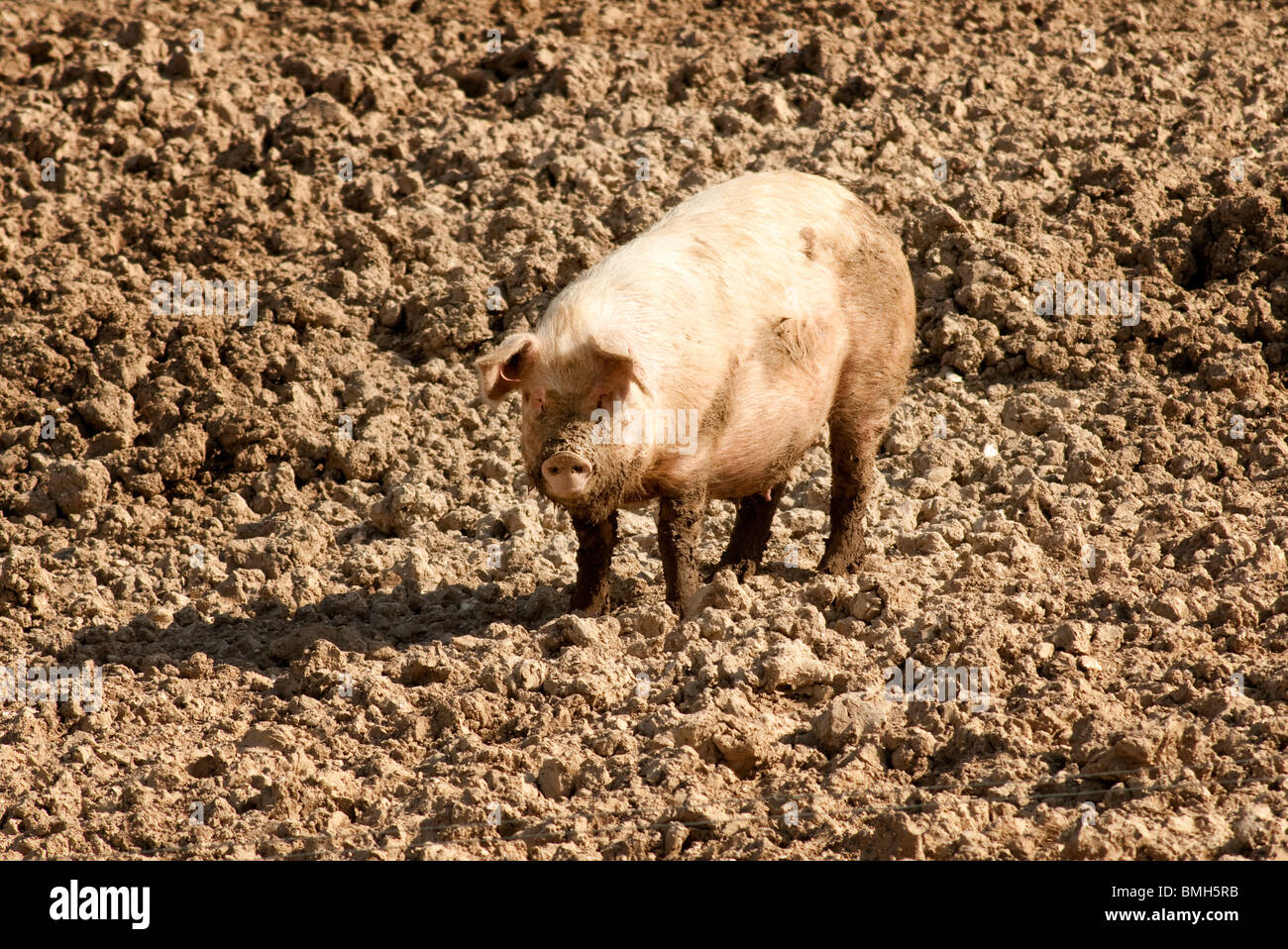 pig in mud Stock Photo