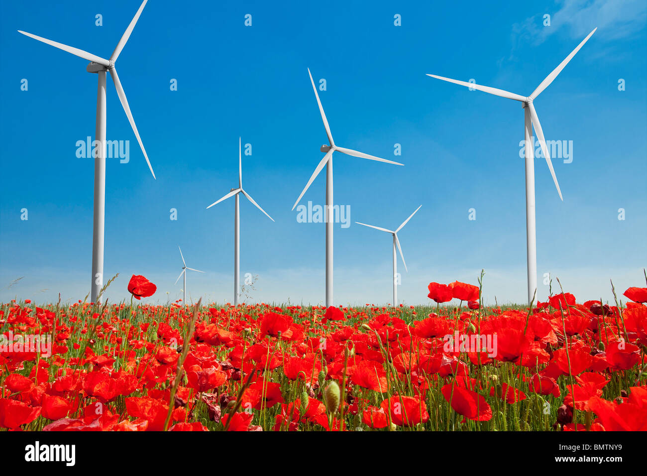 WIND TURBINE IN A POPPY FIELD Stock Photo