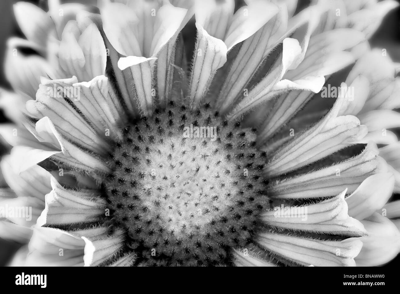 Close up of Fanfare Blanket Flower (Gaillardia 'Fanfare'). Stock Photo