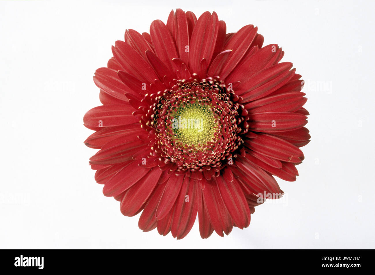 Gerbera (Gerbera hybrid), red flower, studio picture. Stock Photo