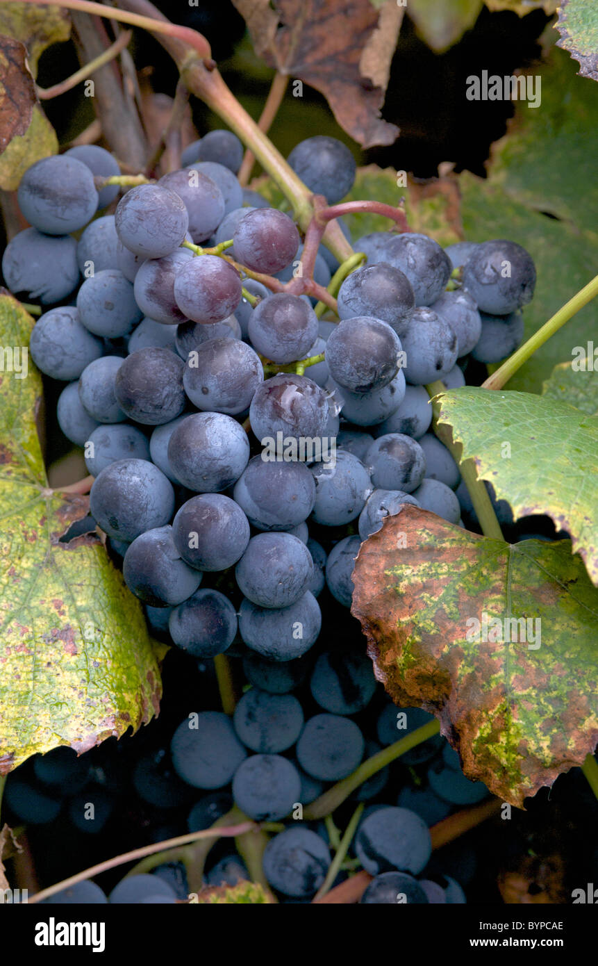 Red grapes ready for harvest Stock Photo