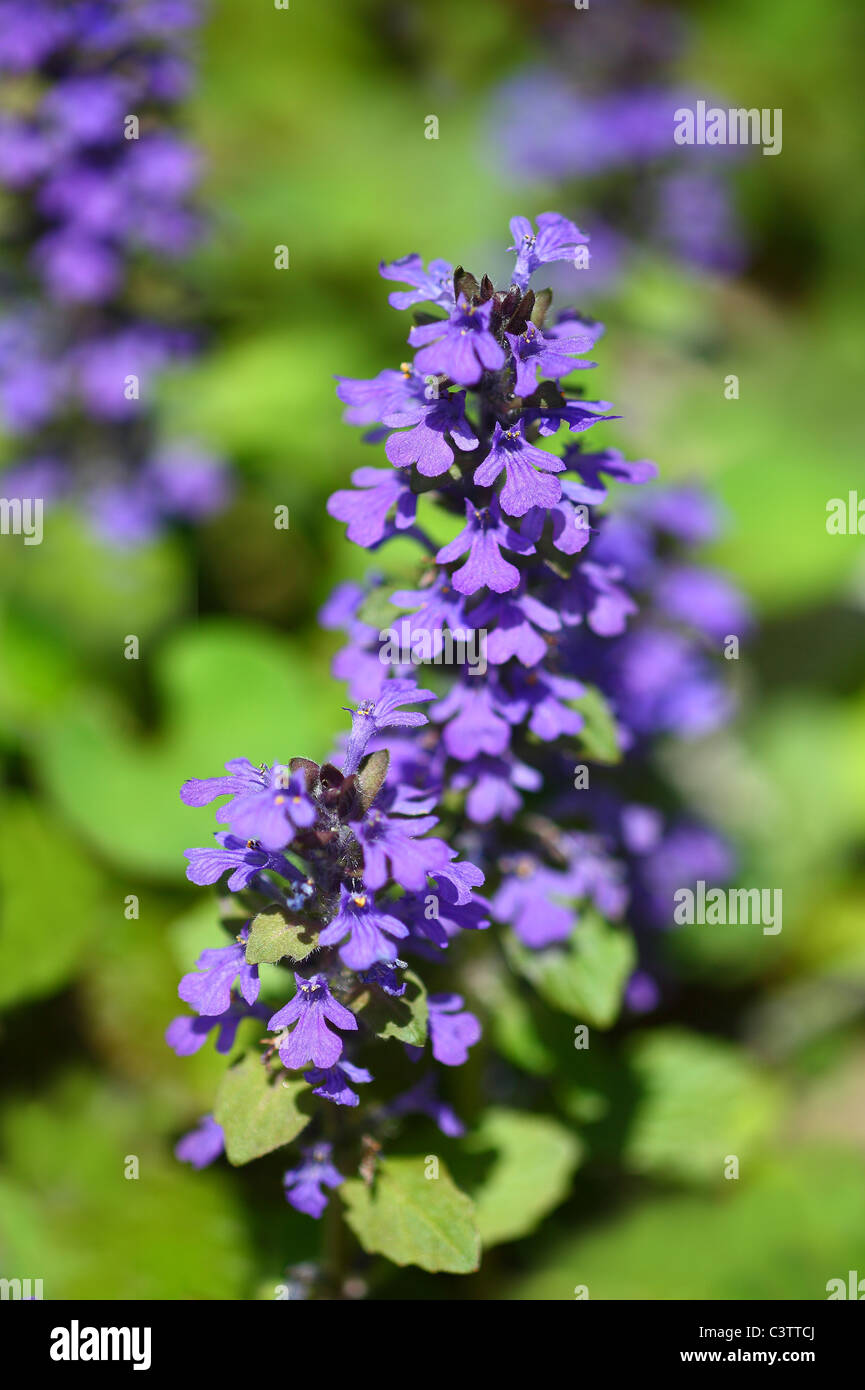 Bugleweed Purple Flowers Stock Photo