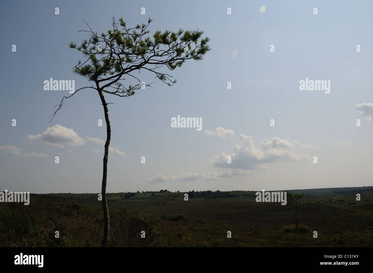 Lone wind swept tree Stock Photo