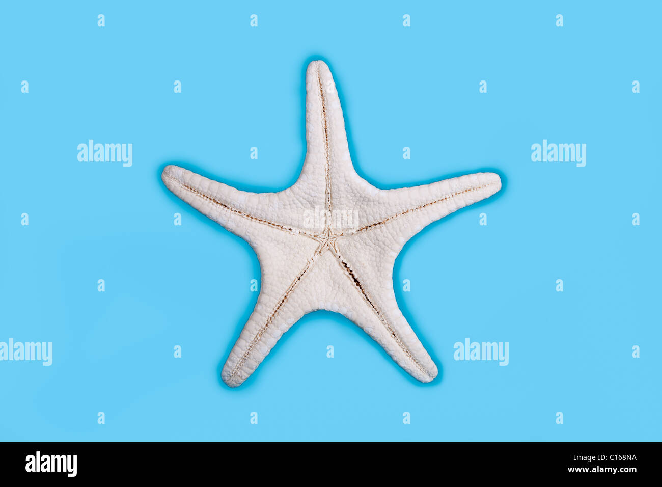 Starfish underside Stock Photo