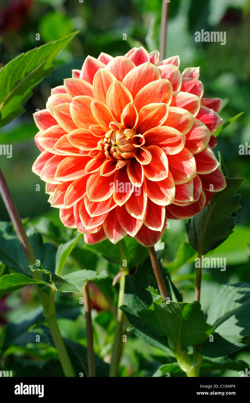 Decorative Dahlia 'Maxim' (Dahlia) Stock Photo