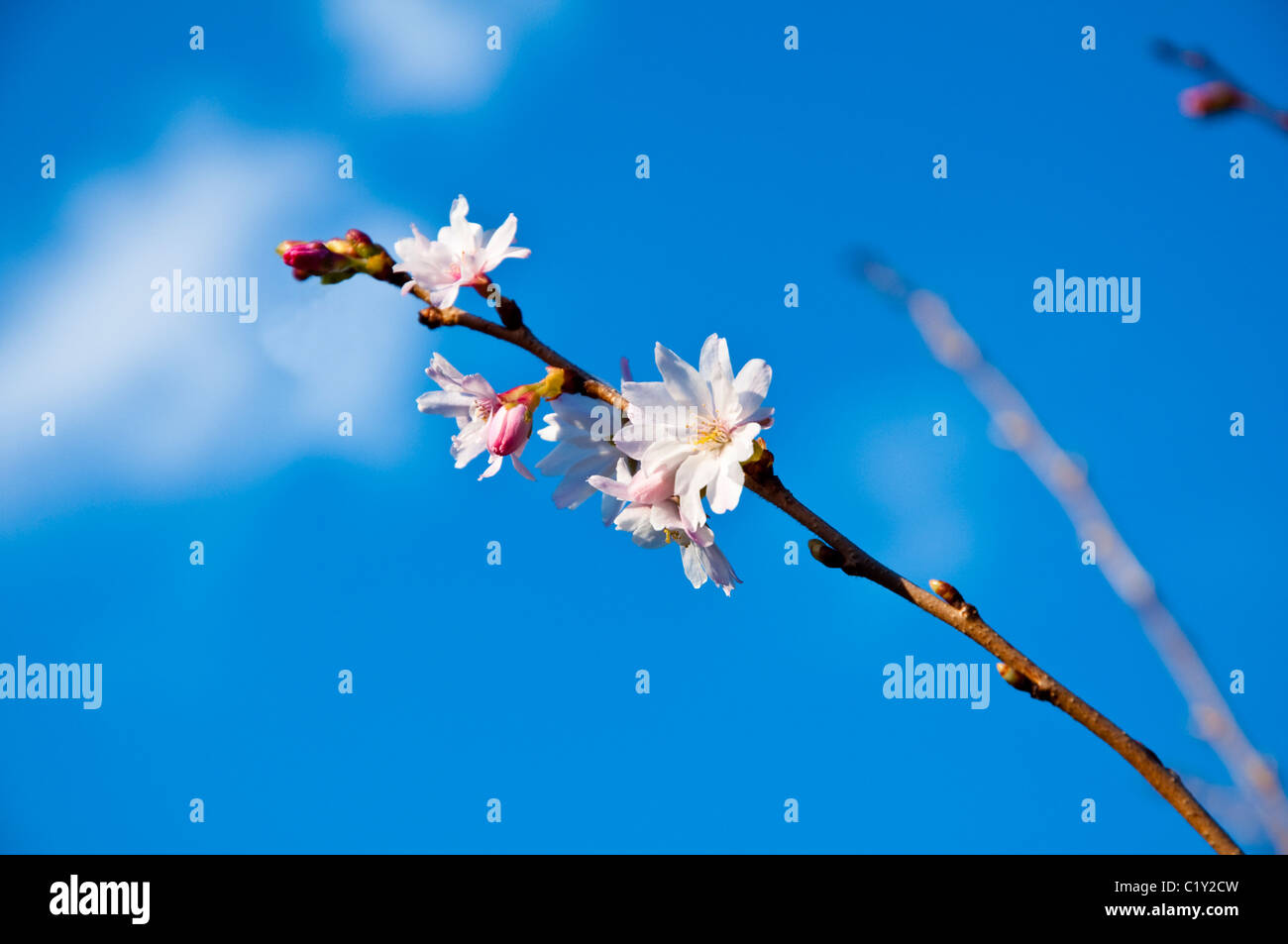 Twig of The Winter Flowering Cherry - against a bright blue sky. UK Stock Photo