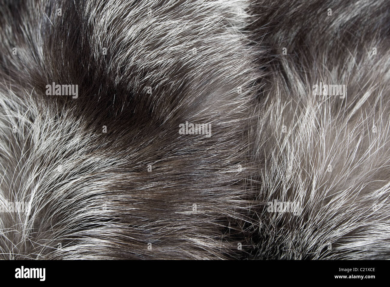 Background  Fur of silver fox Stock Photo