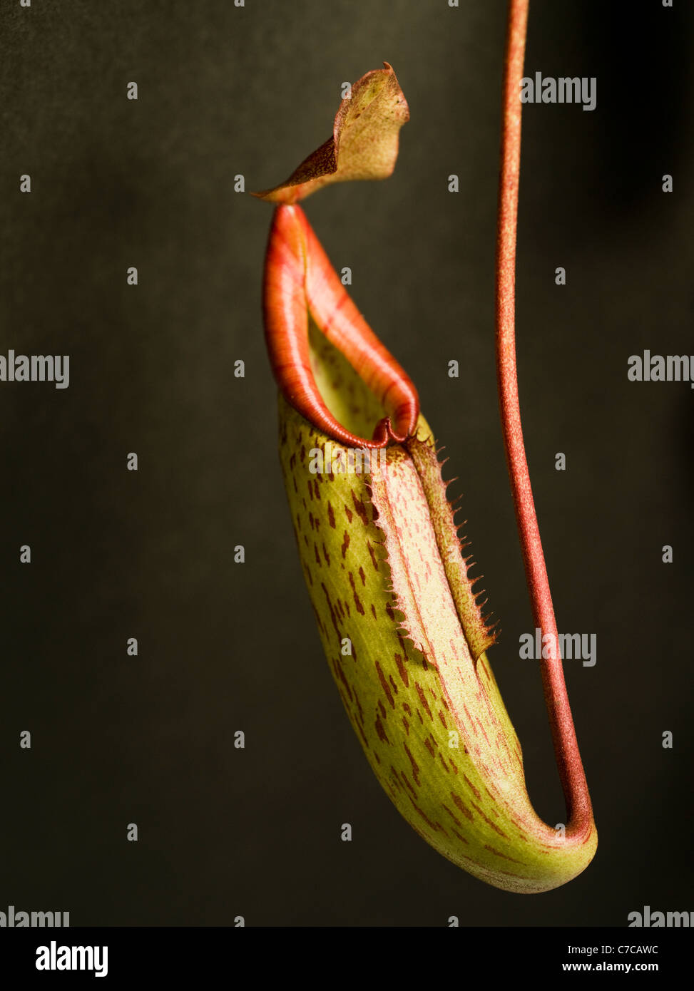 Carnivorous Pitcher Plant Stock Photo