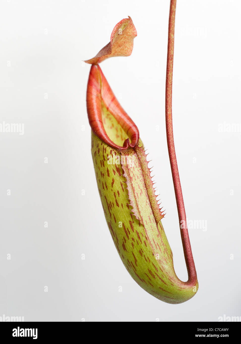 Carnivorous Pitcher Plant Stock Photo