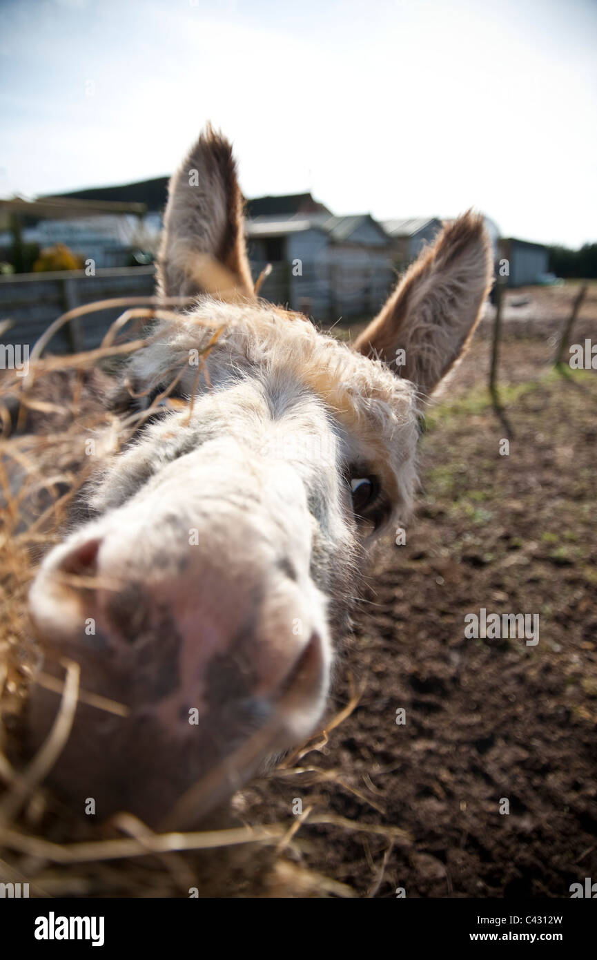 Donkey Stock Photo