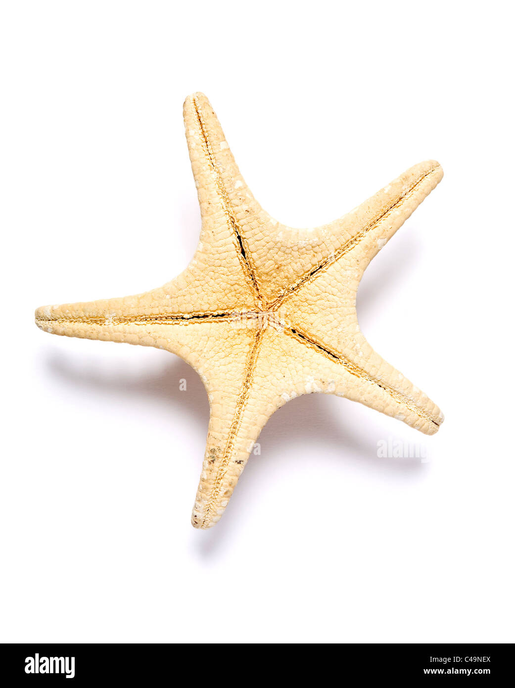 Starfish shell Stock Photo