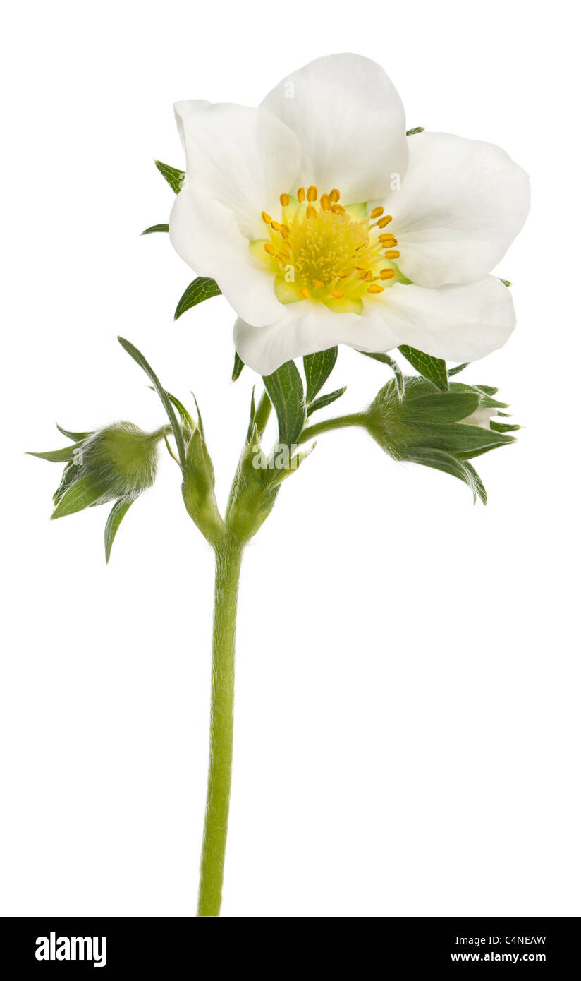 Flower of garden strawberry, Fragaria ananassa, in front of white background Stock Photo