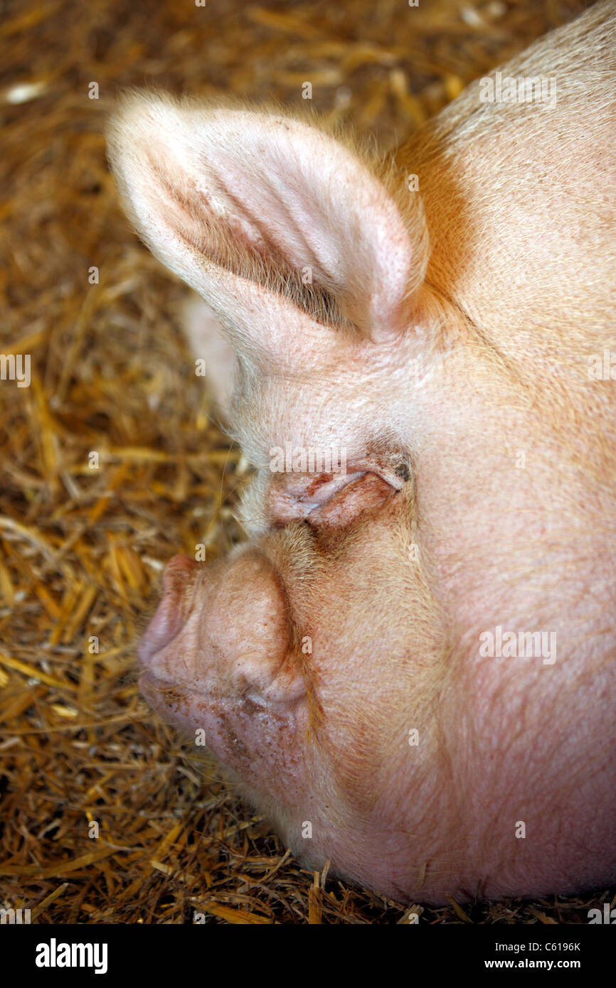 dirty pig asleep in sty Stock Photo