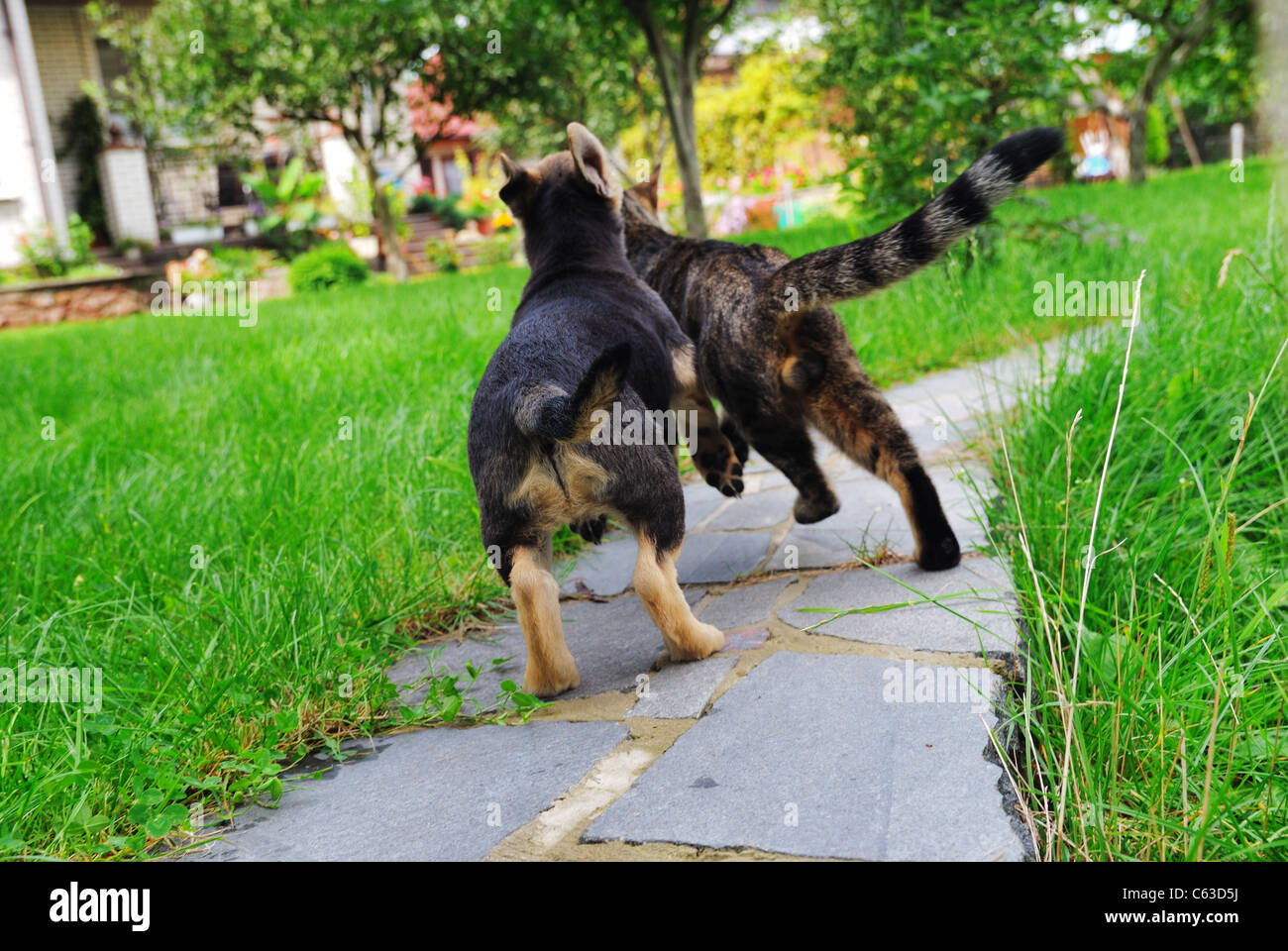 Cat and dog playing Stock Photo