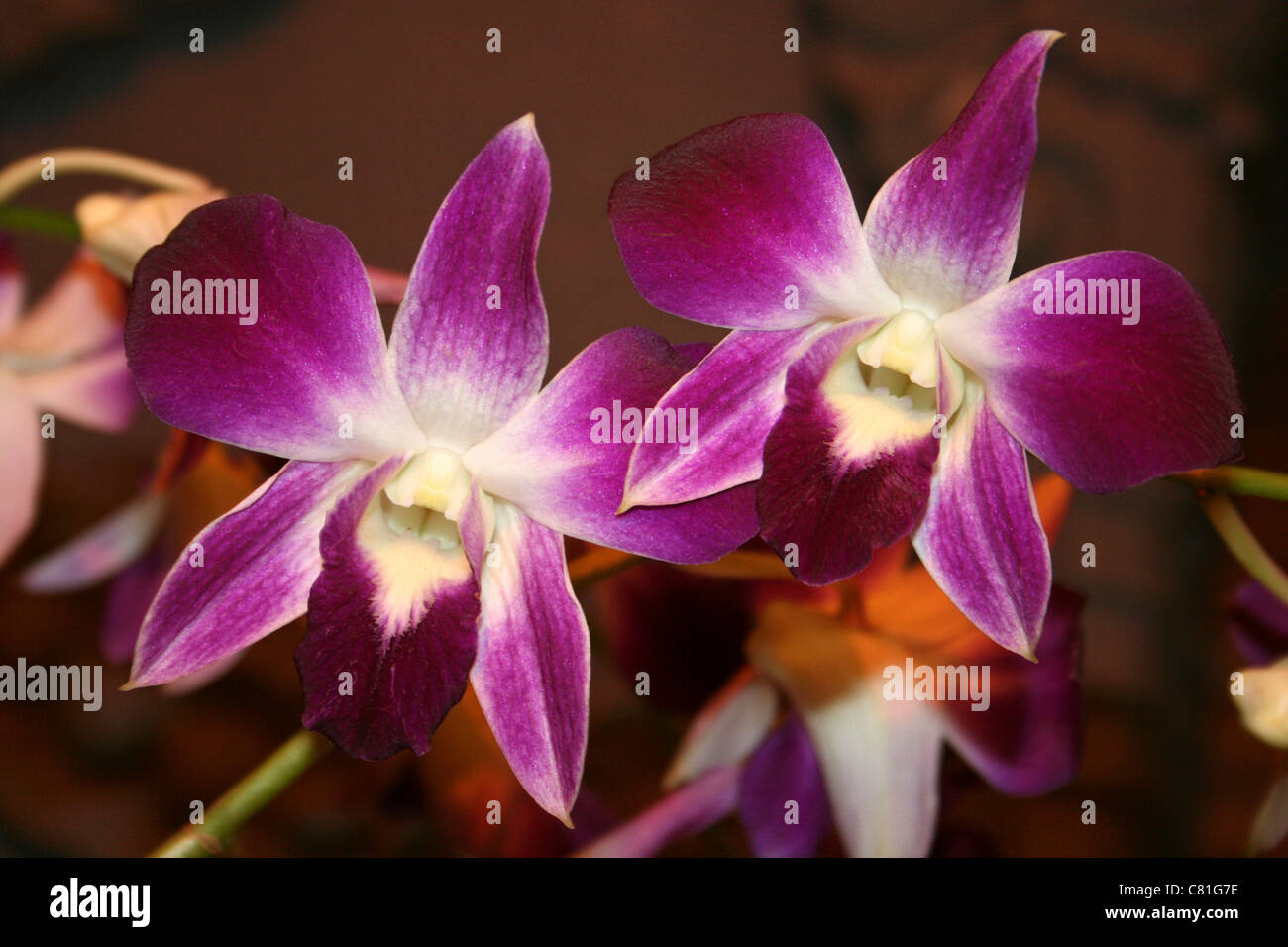 Tropical Orchids, Indonesia Stock Photo