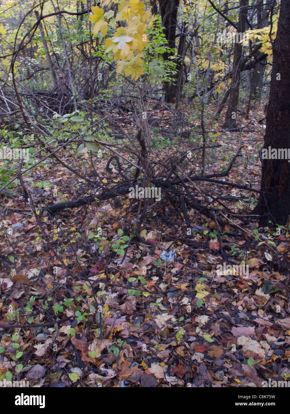 Autumn Colors of Trees Stock Photo