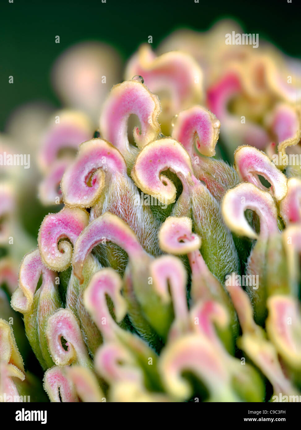 Extreme close up of Pistils from peony flower Stock Photo