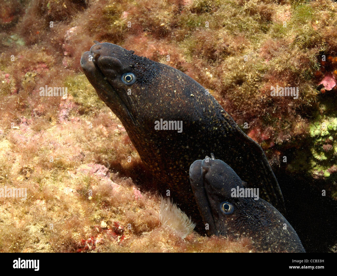 Moray eel in its cave Stock Photo