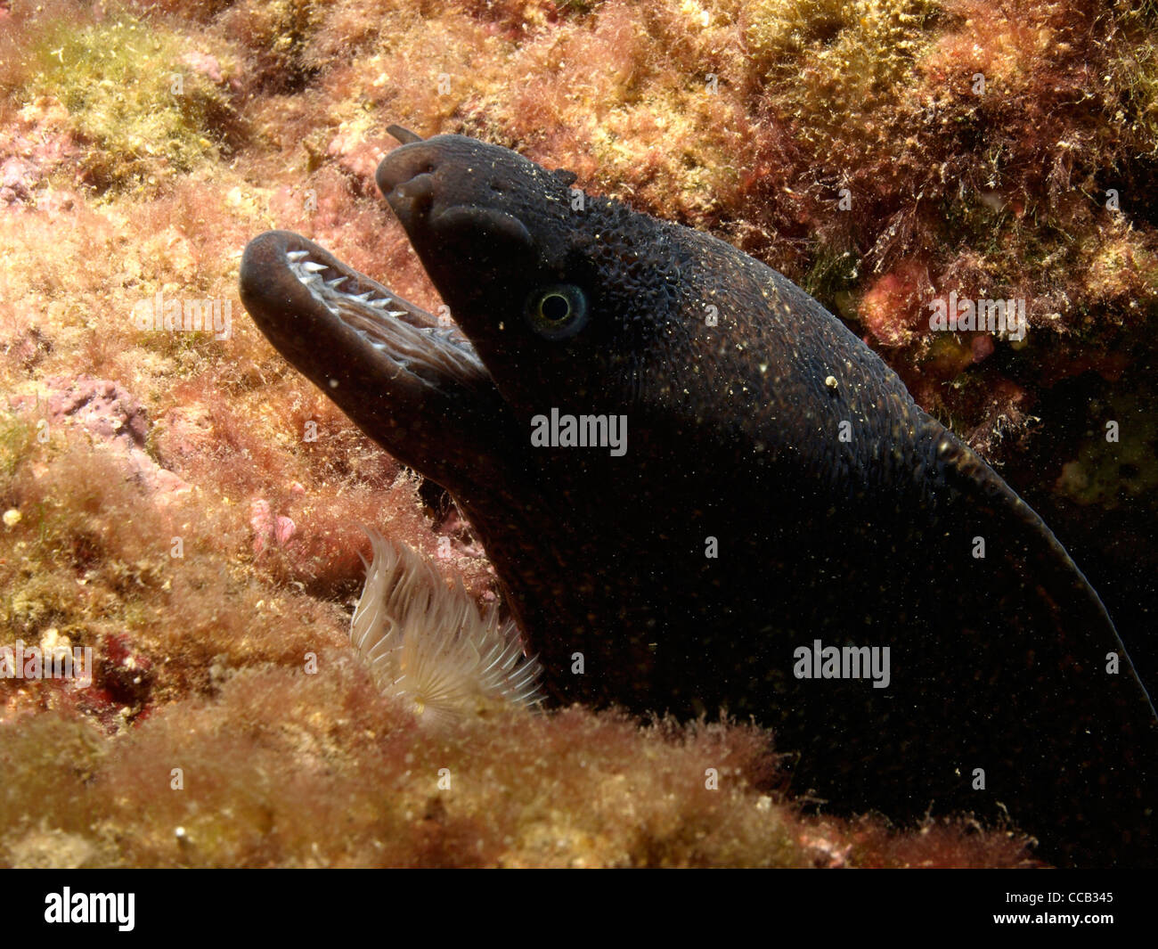 Moray eel in its cave Stock Photo