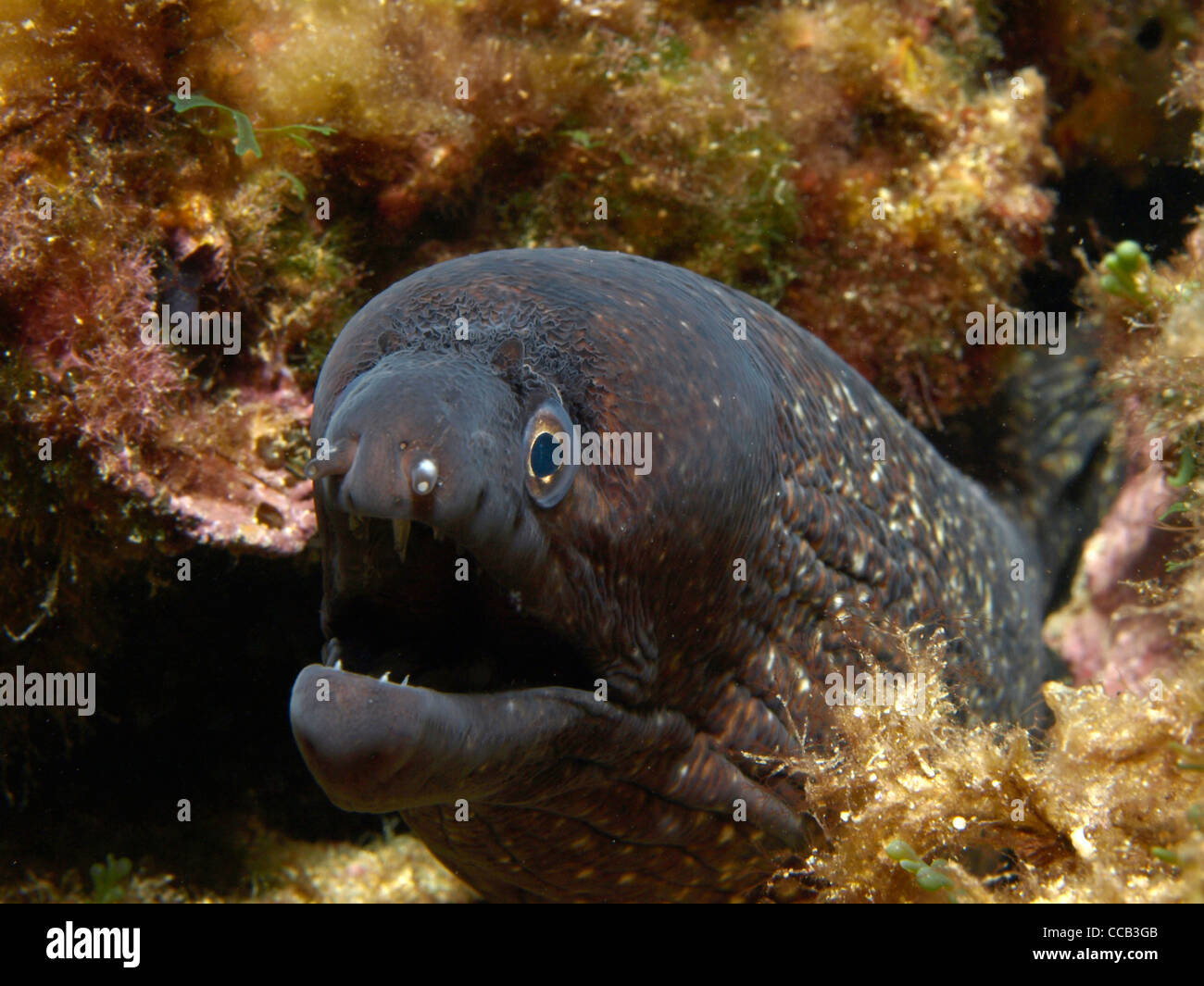 Moray eel in its cave Stock Photo