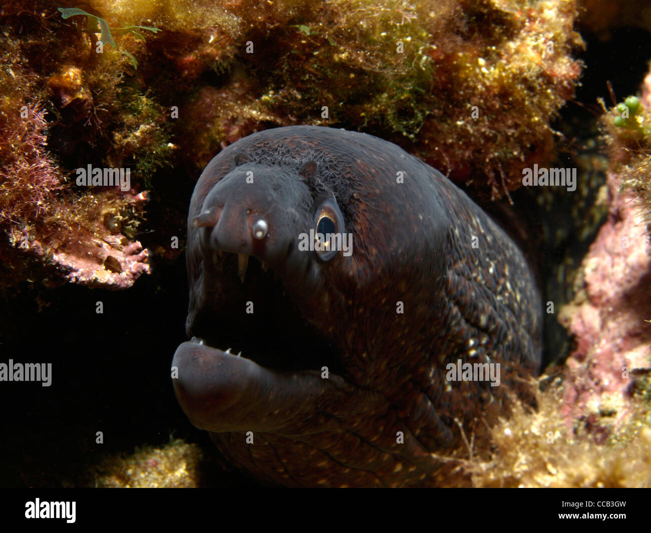 Moray eel in its cave Stock Photo