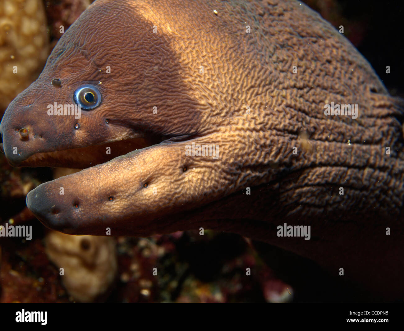 Moray eel in its cave Stock Photo