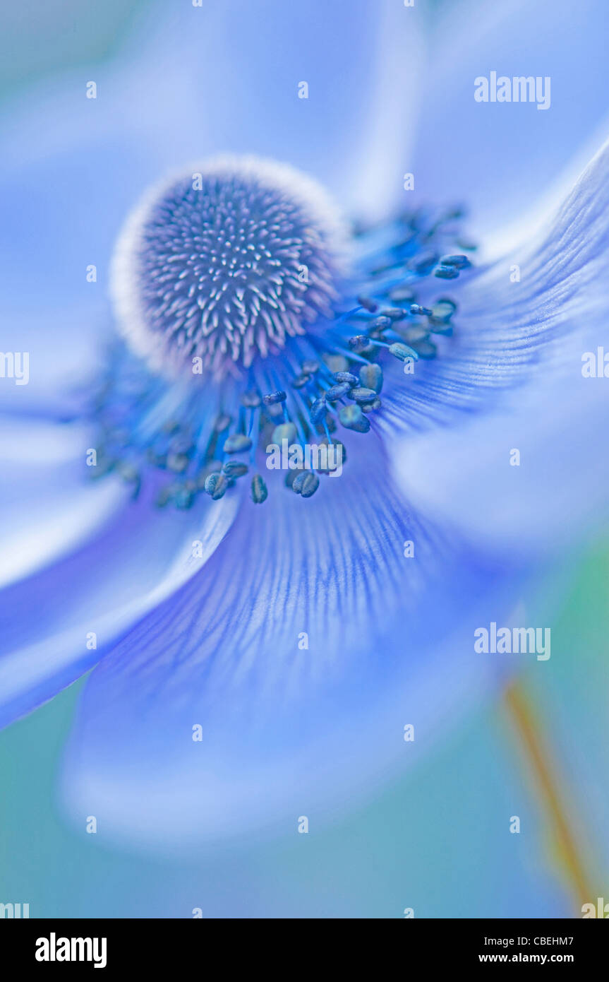 Anemone coronaria, Blue flower subject. Stock Photo