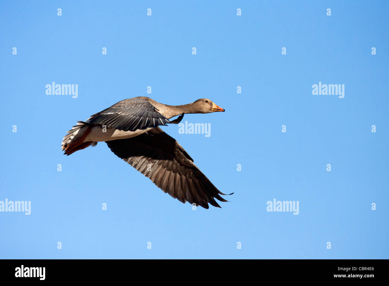 Blue Phase Snow Goose Stock Photo