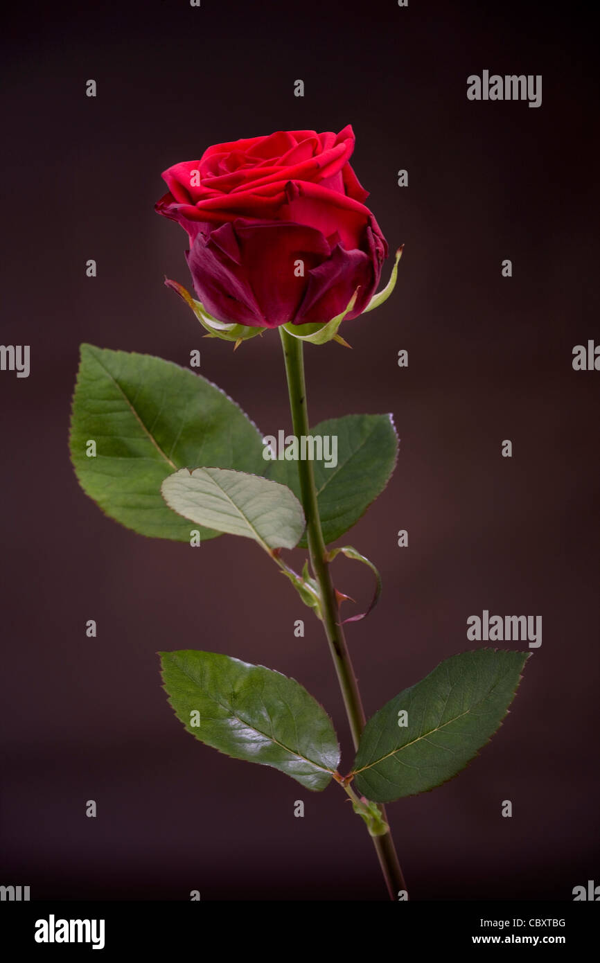 Red rose close-up Stock Photo