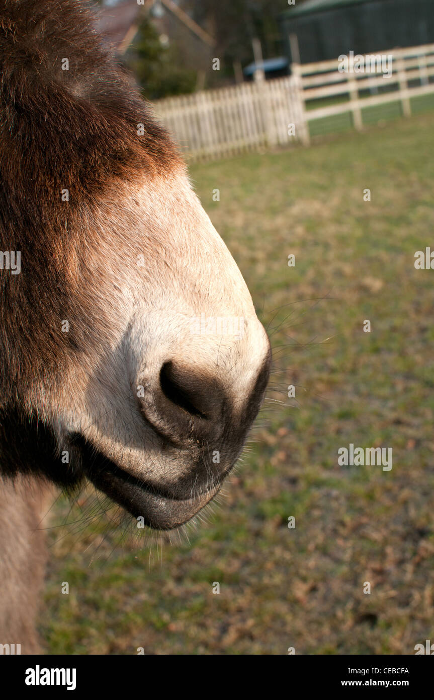 Donkey Stock Photo