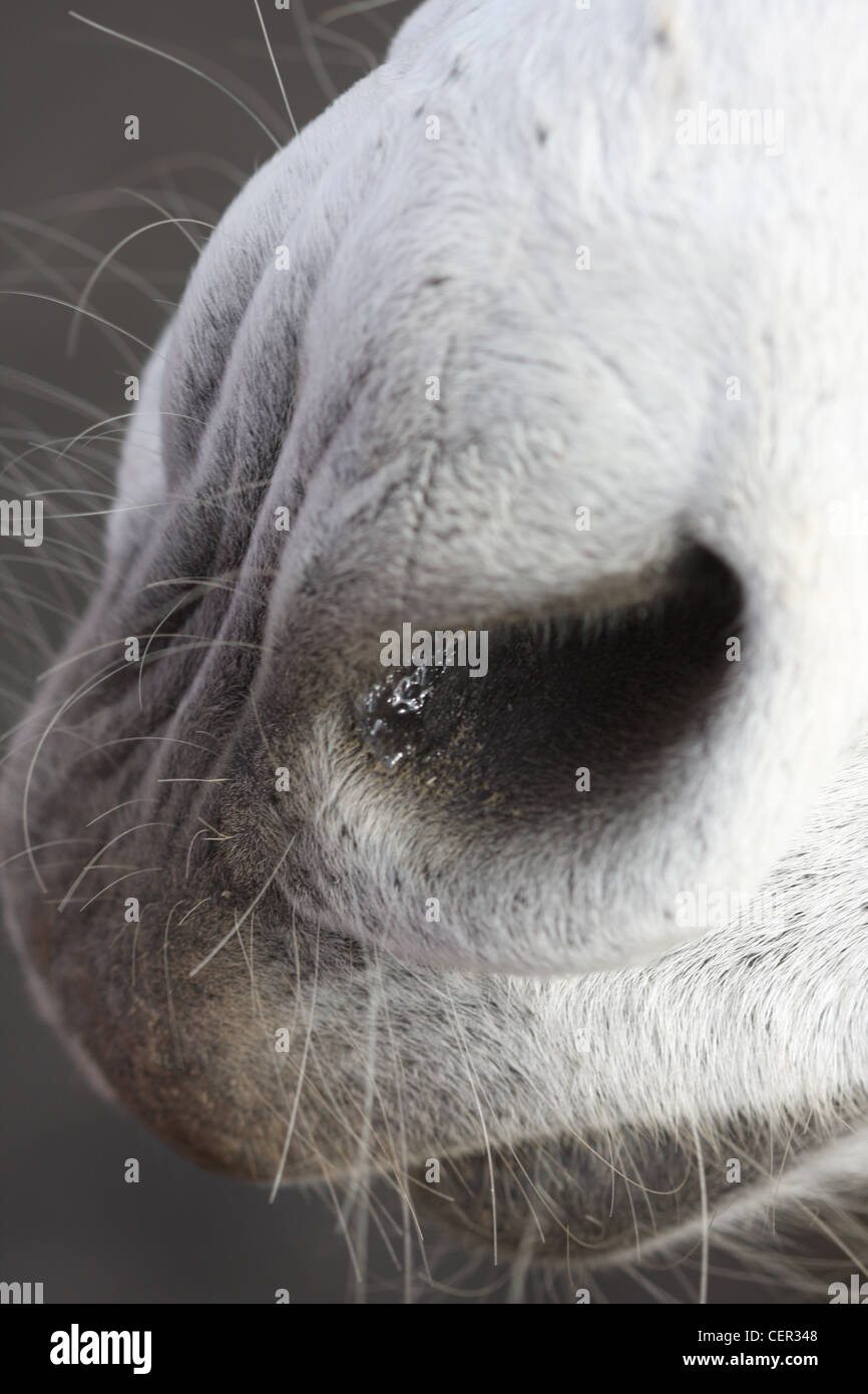 Close-up of donkey's nose Stock Photo