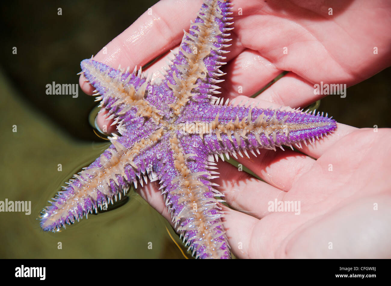 violet starfish underside Stock Photo